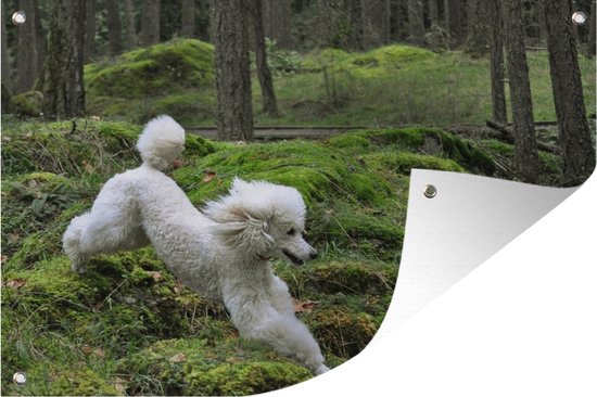 Affiche de jardin caniche blanc en cours d'exécution toile en vrac 60x40 cm - petit - toile de jardin / toile d'extérieur / Peintures pour l'extérieur (décoration de jardin)