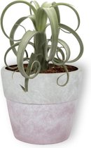 Kamerplant Tillandsia Curly Slim - Luchtplant - ± 35cm hoog - 12cm diameter - in lila betonnen pot
