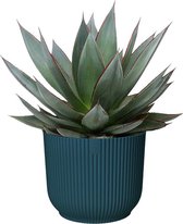 Kamerplant van Botanicly – Agave Shaka Zulu in blauw ELHO plastic pot als set – Hoogte: 20 cm