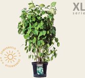 Hydrangea arborescens 'Annabelle' - XL