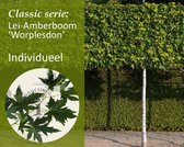 Lei-Amberboom - Classic - individueel - geen extra's