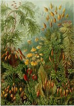 Muscinae, Ernst Haeckel - Foto op Forex - 90 x 120 cm