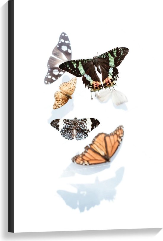 Canvas - Vijf Vlinders op Witte Achtergrond - Foto op Canvas Schilderij (Wanddecoratie op Canvas)