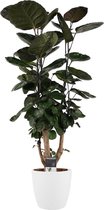 JoGrow - Polyscias - 100 Cm - Ø 21 - 1 Stuks