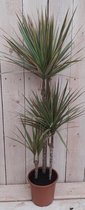 Decoratief Beeld - Kamerplant Dracaena Marginata - Kunststof - Warentuin Natuurlijk - Groen