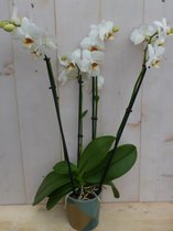 Decoratief Beeld - Kamerplant Vlinderorchidee Phalaenopsis Takken - Kunststof - Warentuin Natuurlijk - Groen