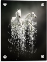 Tuinposter – Witte Dravende Paarden - 30x40cm Foto op Tuinposter  (wanddecoratie voor buiten en binnen)