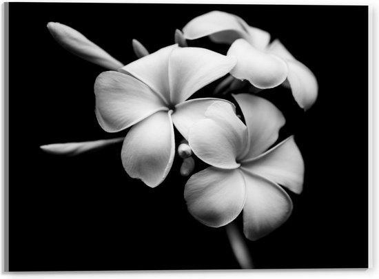 Acrylglas - Donkere Achtergrond bij Witte Bloemen - 40x30cm Foto op Acrylglas (Met Ophangsysteem)
