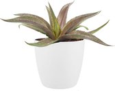 Mangave ‘Redwing’ ® In ELHO Brussels Round (wit) - Vers Van De Kweker - ↨ 15cm - ⌀ 18cm - [Mama's Planten]