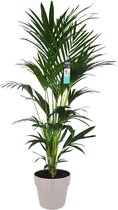 XL Kentia Palm In ELHO B.for Pot (grijs) - Vers Van De Kweker - ↨ 170cm - ⌀ 30cm - [Mama's Planten]