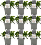 FloriaFor - Gardenia Jasminoïdes - - ↨ 15cm - ⌀ 9cm