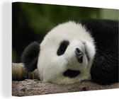 Canvas Schilderij Panda - Beren - China - 90x60 cm - Wanddecoratie