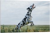 Acrylglas - Hond vangt Brokje  - 90x60cm Foto op Acrylglas (Wanddecoratie op Acrylglas)