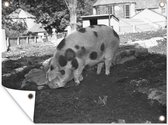 Poster Porc en pointillé dans le jardin de boue Toile lâche
