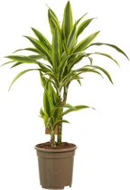 (2 stuks) Dracaena Lemon Lime - Luchtzuiverende Kamerplant - 70cm - ø17cm