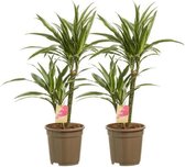 Hellogreen Kamerplanten - Set van 2 - Dracaena Drakenbloedboom Warneckei - ↕ 60 cm