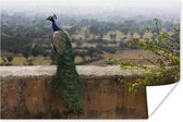 Groene pauw kijkt uit over de natuur vanaf een stenen muur Poster 180x120 cm - Foto print op Poster (wanddecoratie woonkamer / slaapkamer) / Vogels Poster XXL / Groot formaat!