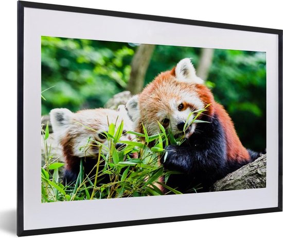 Fotolijst incl. Poster - Rode Panda - Planten - Boomstam - 60x40 cm - Posterlijst