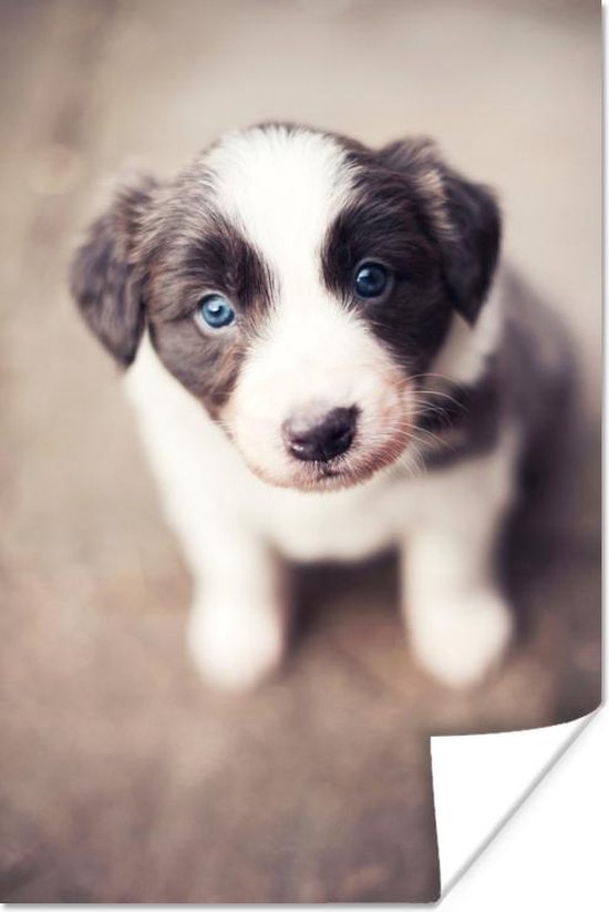 Border collie puppy met blauwe ogen poster papier 60x90 cm Foto print op Poster...