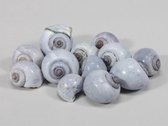 Schelpen - Pb. Kg Nattai Shells L.blue 1kg