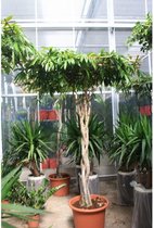 Ficus maclellandii 'Alii' - Jungle Boom 200-215cm - Gekronkelde stam