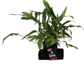 Varen van Botanicly – Lova Microsorum Diversifolium in steen 'Lava 2' als set – Hoogte: 48 cm – Microsorum Diversifolium