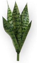 Sanseveria Boeket 40 cm groen