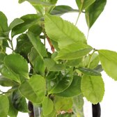 4x Camellia sinensis - Thee plant ↕40cm
