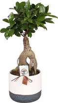 Bonsai van Botanicly – Ficus ginseng Bonsai – Hoogte: 30 cm