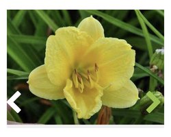 6 x  Hemerocallis 'Happy Returns' - DAGLELIE - pot 9 x 9 cm