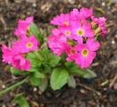 Roze Moerassleutelbloem  (Primula rosea) - Vijverplant - 3 losse planten - Om zelf op te potten - Vijverplanten Webshop