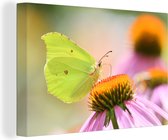 Tableau Toile Papillon - Insectes - Couleurs - 90x60 cm - Décoration murale