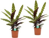 Calathea Insigne duo 17cm ↨ 65cm - 2 stuks - hoge kwaliteit planten