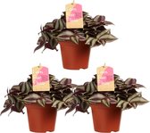 Tradescantia zebrina ↨ 20cm - 3 stuks - hoge kwaliteit planten