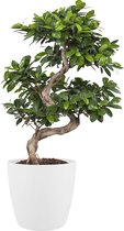 Ficus Gin Seng Bonsai met Elho Brussels Round pot White ↨ 70cm - hoge kwaliteit planten