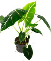 Alocasia Frydeck  XL 14cm  Green Velvet  Micholitziana