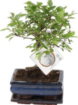 Bonsai van Botanicly – Zelkova Parv. Bonsai – Hoogte: 25 cm