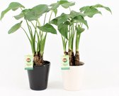 Kamerplanten van Botanicly – 2 × Olifantsoor in keramische pot als set – Hoogte: 50 cm – Alocasia Cucullata