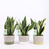 Bomen van Botanicly – 2 × Vrouwentongen – Hoogte: 30 cm – Sansevieria