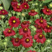 12x Kokardebloem (Gaillardia 'Burgunder') - P9 pot (9x9)
