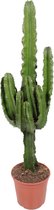 Mama's Planten - Euphorbia - Vers Van De Kweker - ↨ 95cm - ⌀ 21cm