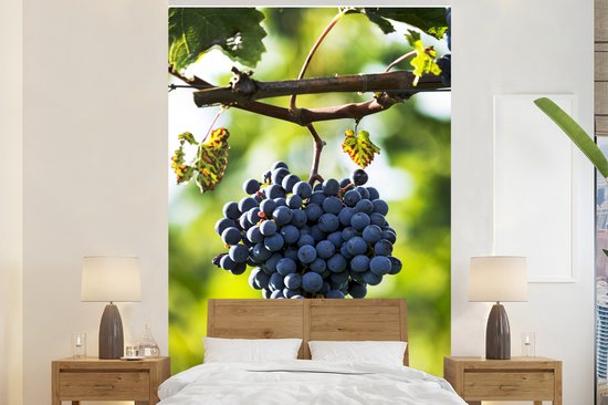 Papier peint photo peint photo Raisins violets - grappe de raisins violets en Italie fotobehang vinyle largeur 225 cm x hauteur 350 cm - Impression photo sur papier peint vinyle (existe en 7 tailles) - chambre/salon/bureau