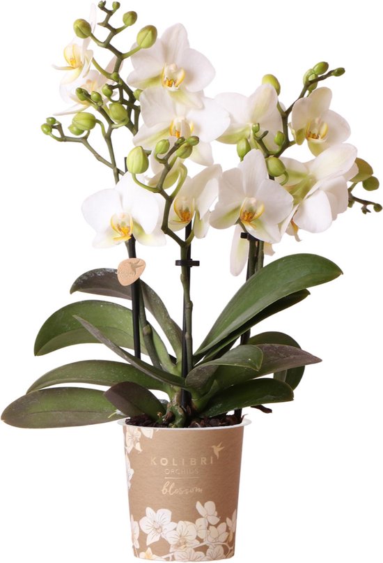 Kolibri Orchids | Witte phalaenopsis orchidee - Lausanne - potmaat Ø9cm | bloeiende kamerplant - vers van de kweker