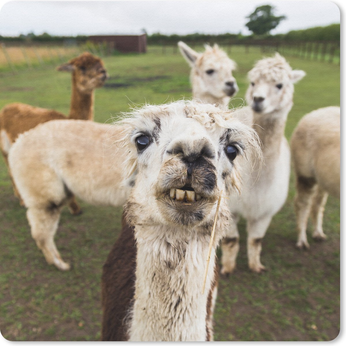 Muismat 30x30 cm - Mousepad Lama - Selfie - Gras - Muismatten