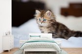 Behang - Fotobehang Schattige Perzische kitten - Breedte 330 cm x hoogte 220 cm