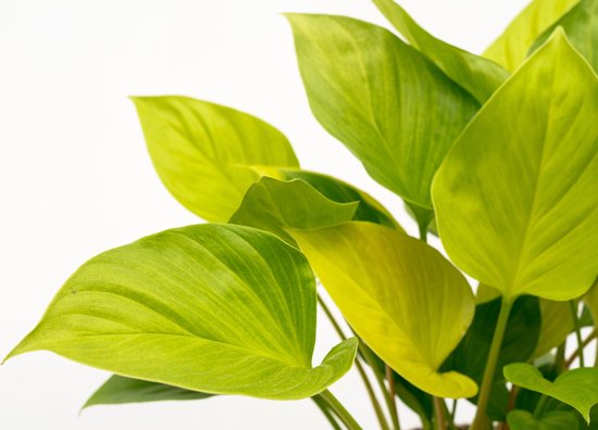 Homalomena Lemon Lime - 30cm