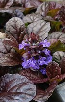 Roodbladig Zenegroen (Ajuga Reptans atropurpureum) - Oeverplant - 3 losse planten - Om zelf op te potten - Vijverplanten Webshop