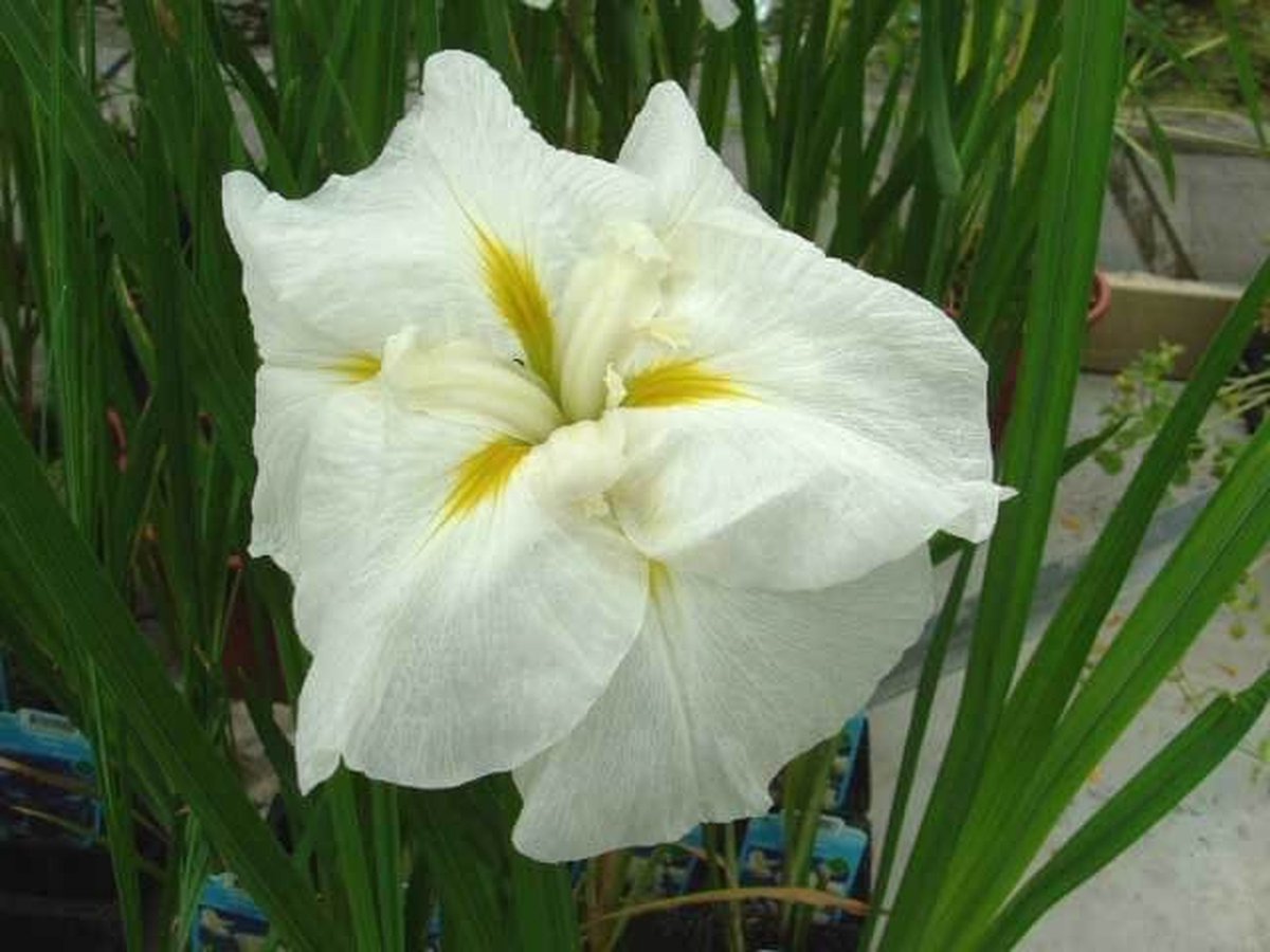 Witte japanse iris (Iris Kaempferii 'White Ladies') - Vijverplant - 3 losse planten - Om zelf op te potten - Vijverplanten Webshop