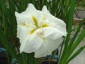 Witte japanse iris (Iris Kaempferii 'White Ladies') - Vijverplant - 3 losse planten - Om zelf op te potten -  Vijverplanten Webshop