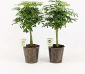 Kamerplanten van Botanicly – 2 × Schefflera – Hoogte: 40 cm